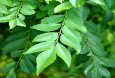 curry-leaves-fresh