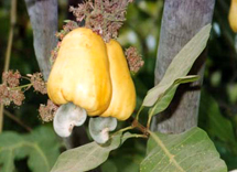 cashew-on-tree