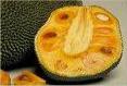 jackfruit