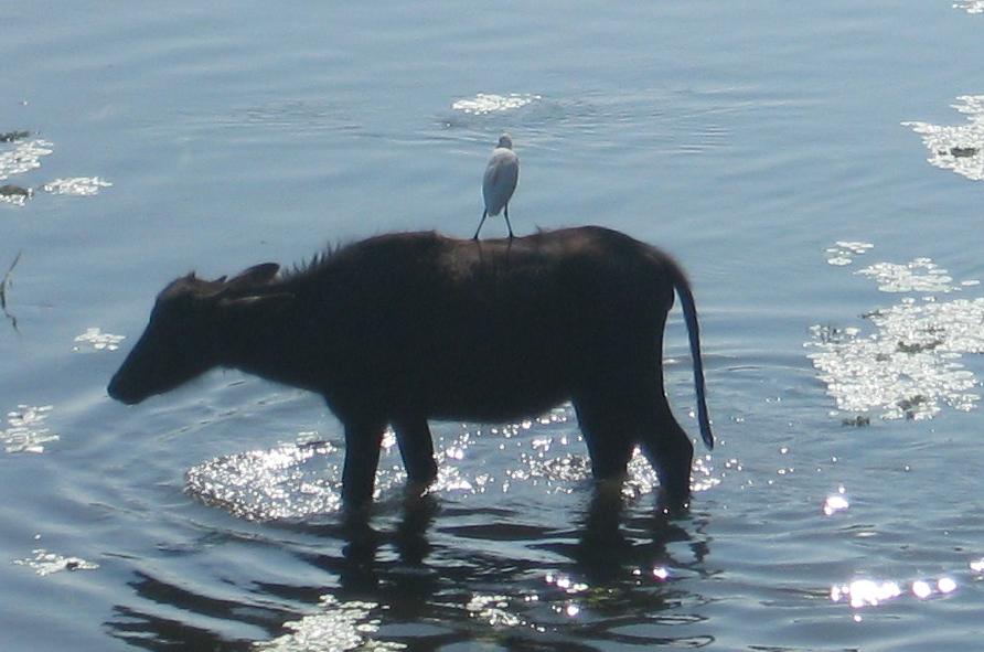 best pals cow and egret bird