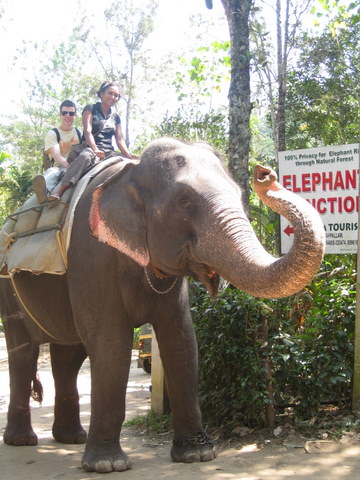 elephant junction