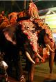 decorated elephants.jpg