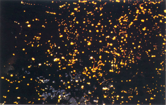 loads of fireflies