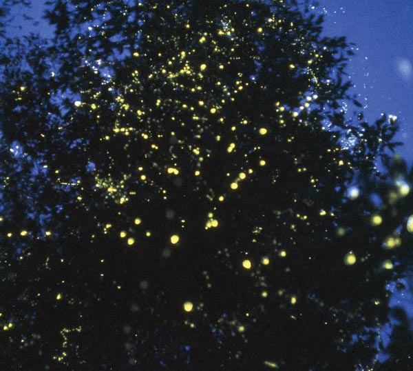 fireflies in a tree
