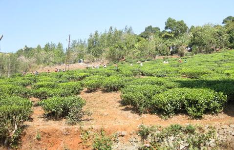 kerala Cardamom Hills