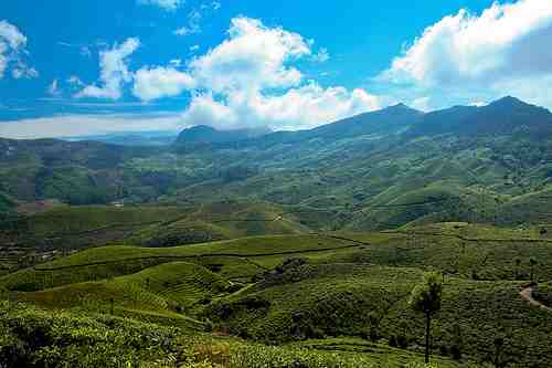 tea estates