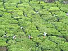 tea fields