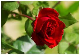 valentines-red-rose.jpg