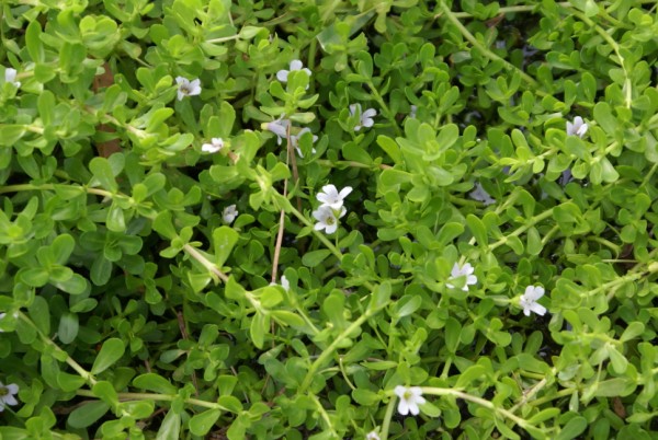 bacopa monierri