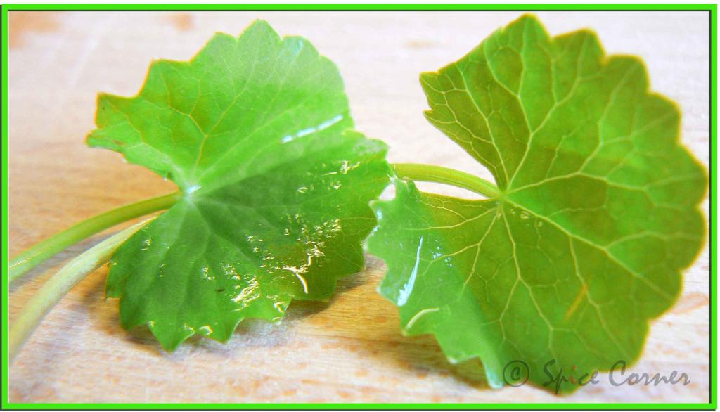 brahmi leaf